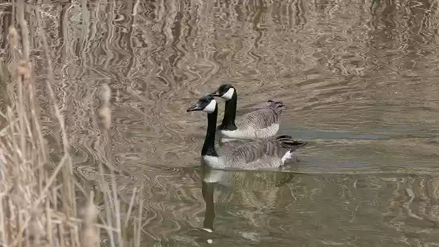 Free download Canada Goose Waterfowl Lake Bull -  free photo or picture to be edited with GIMP online image editor