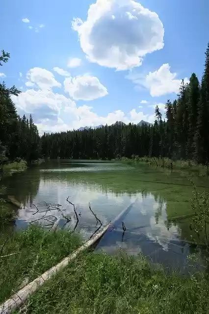 Free download Canada Lake Forest -  free photo or picture to be edited with GIMP online image editor