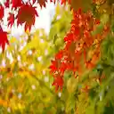 Canada Maple leaves  screen for extension Chrome web store in OffiDocs Chromium