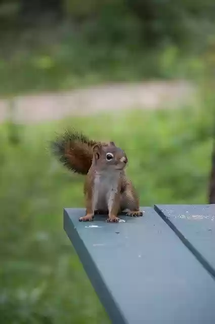 Free download Canada Nature Animals -  free photo template to be edited with GIMP online image editor