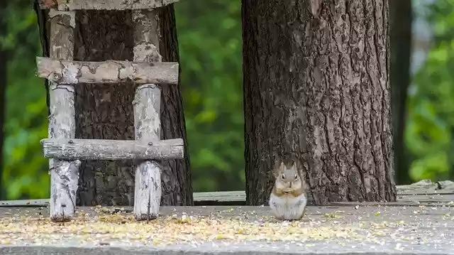 Free download Canada Omega Park Fauna -  free photo or picture to be edited with GIMP online image editor