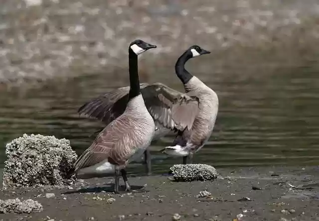 Free download canadian geese puget sound nature free picture to be edited with GIMP free online image editor