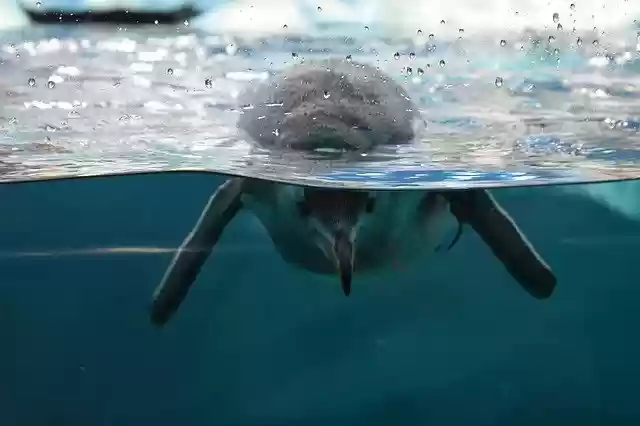 Free download Canarias Aquarium Dolphins -  free photo or picture to be edited with GIMP online image editor