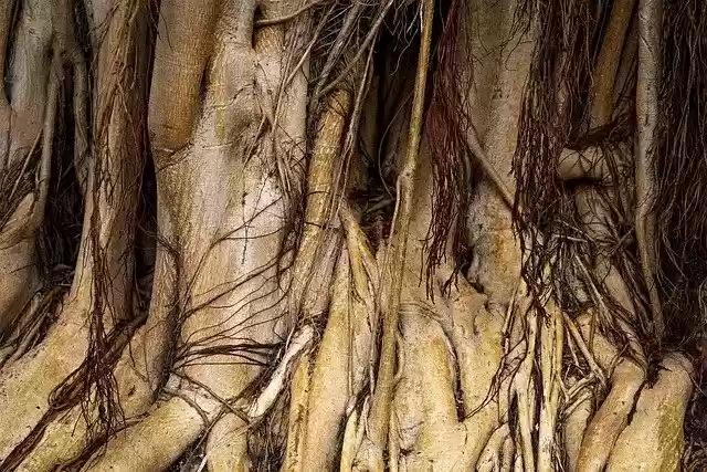 Free download Canary Islands Root Ficus -  free photo or picture to be edited with GIMP online image editor