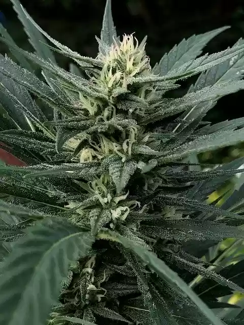 Free download Cannabis Pot Plant Weed -  free photo or picture to be edited with GIMP online image editor