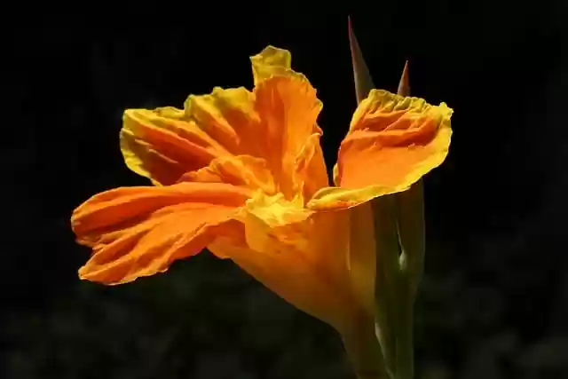 Free download canna lily lily flower canna free picture to be edited with GIMP free online image editor
