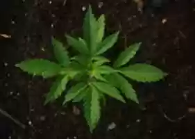 Free download cannibis-stock free photo or picture to be edited with GIMP online image editor
