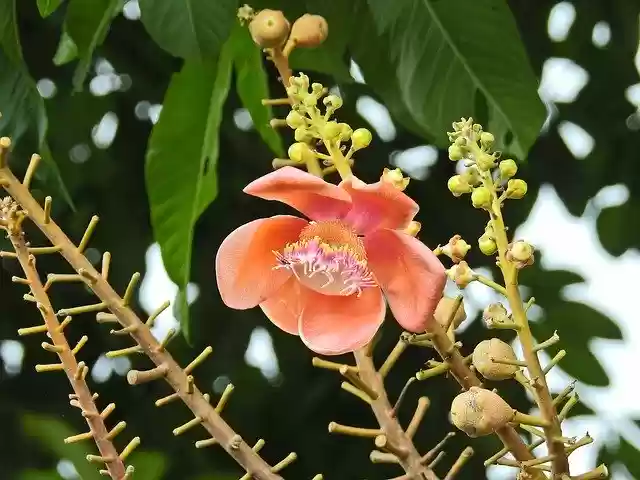Free download Cannon Ball Tree Thailand Blossom -  free photo or picture to be edited with GIMP online image editor