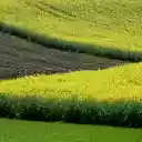 Canola Field  screen for extension Chrome web store in OffiDocs Chromium