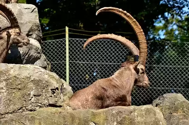 Free download Capricorn Enclosure Wild Animal -  free photo or picture to be edited with GIMP online image editor