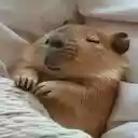 capybara wallpaper  screen for extension Chrome web store in OffiDocs Chromium