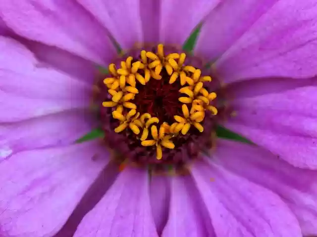 Carciumareasa Flower Pink 무료 다운로드 - 김프 온라인 이미지 편집기로 편집할 수 있는 무료 사진 또는 그림