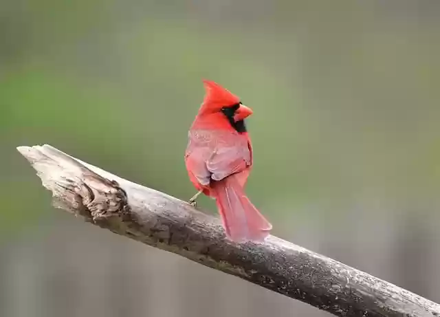 Free download cardinal bird nature wildlife free picture to be edited with GIMP free online image editor