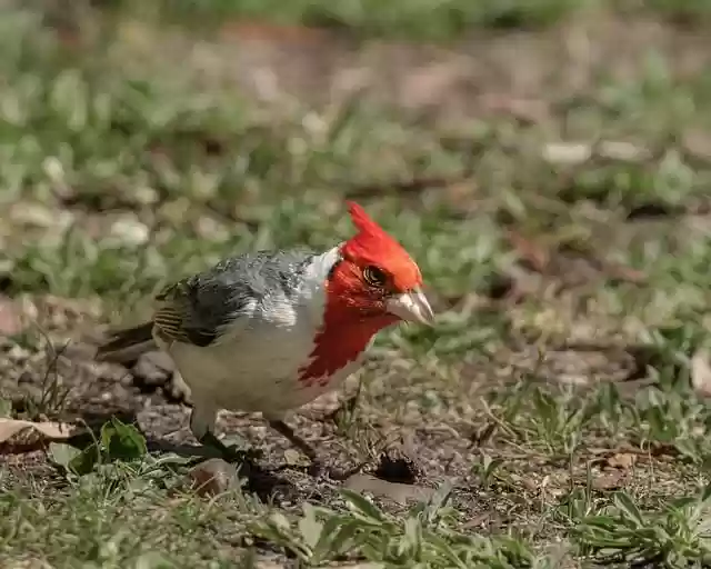 Ücretsiz indir kardinal kuş tünemiş hayvan ücretsiz resim GIMP ücretsiz çevrimiçi resim düzenleyici ile düzenlenebilir