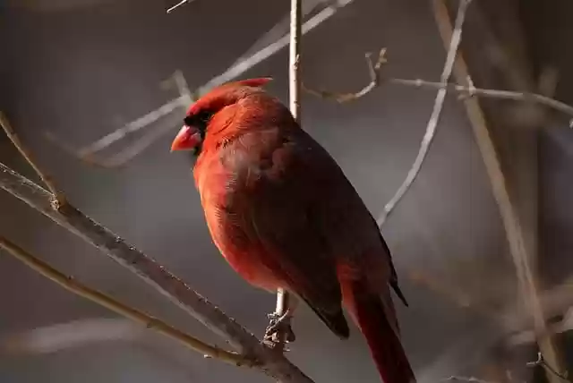 Free download cardinal bird red cardinal animal free picture to be edited with GIMP free online image editor
