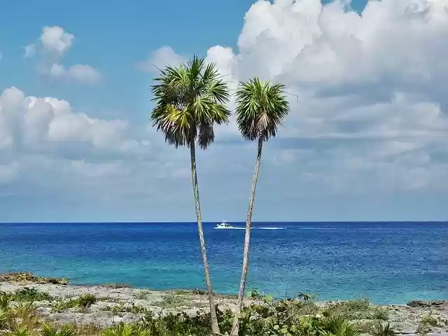 Free download Caribbean Palms Cozumel -  free photo or picture to be edited with GIMP online image editor
