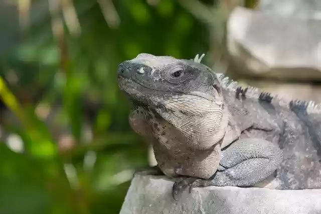 Download gratuito Caribbean Tulum Iguana - foto o immagine gratuita da modificare con l'editor di immagini online GIMP