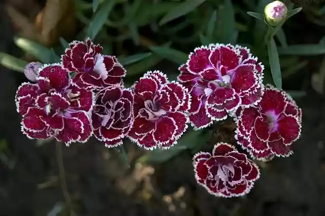 Free download Carnation Flower Coloring -  free photo or picture to be edited with GIMP online image editor