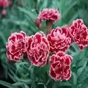 carnation wallpaper  screen for extension Chrome web store in OffiDocs Chromium