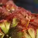 Carnivorous Plant  screen for extension Chrome web store in OffiDocs Chromium