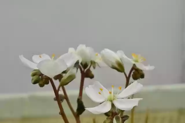 Free download Carnivorous Plant Drosera -  free photo or picture to be edited with GIMP online image editor