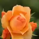 Carrot colored roses  screen for extension Chrome web store in OffiDocs Chromium