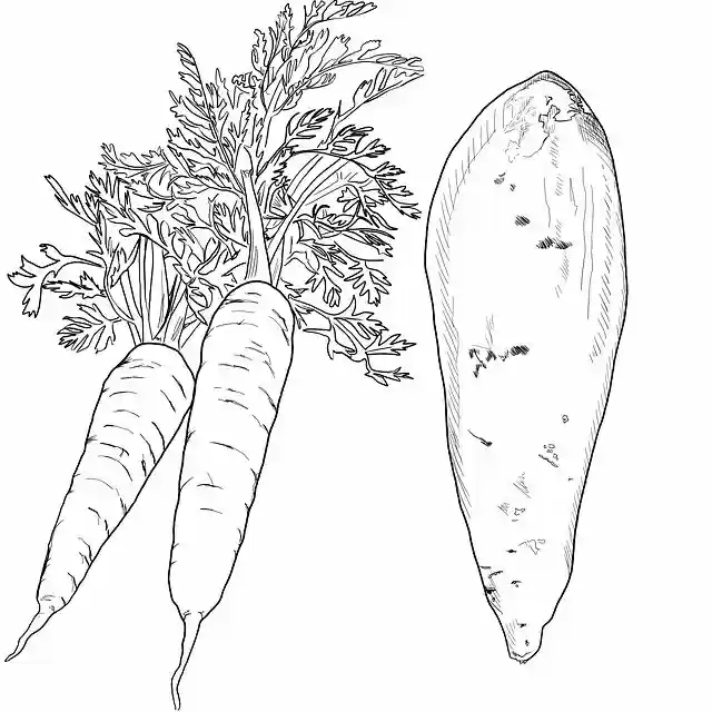 Free download Carrot Yam Line Drawing Art -  free illustration to be edited with GIMP free online image editor