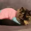 Cat and Pink Shirt  screen for extension Chrome web store in OffiDocs Chromium