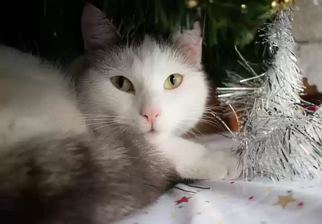 Free download cat animal christmas feline pet free picture to be edited with GIMP free online image editor