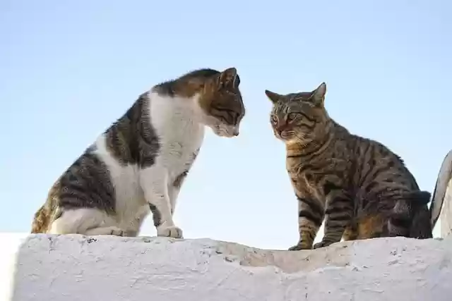 Free download cat animal dispute mammals wall free picture to be edited with GIMP free online image editor