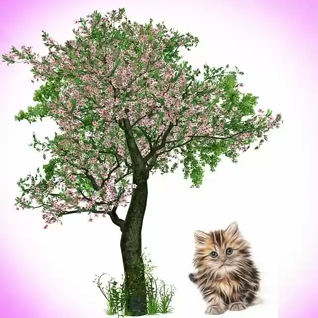 Free download Cat Animal Feline -  free photo or picture to be edited with GIMP online image editor