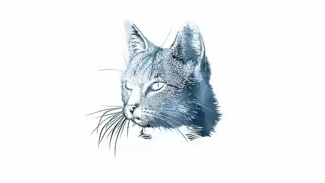 Free download Cat Animalia Nice -  free illustration to be edited with GIMP free online image editor