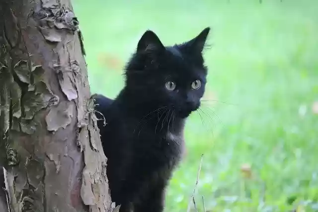 Free download Cat Animal Kitten -  free free photo or picture to be edited with GIMP online image editor