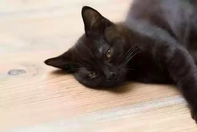 Free download cat animal kitten small young free picture to be edited with GIMP free online image editor