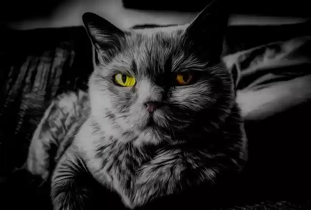 Free download Cat Animal Pet free photo template to be edited with GIMP online image editor