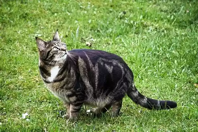 Free download Cat Animal Pet Domestic -  free photo or picture to be edited with GIMP online image editor