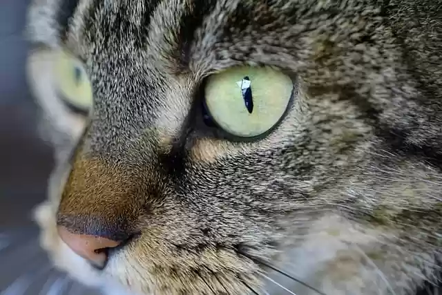 Free download cat animal pet feline close up free picture to be edited with GIMP free online image editor
