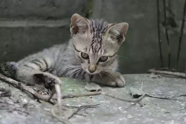 Free download Cat Animal Pet The World Of -  free photo or picture to be edited with GIMP online image editor