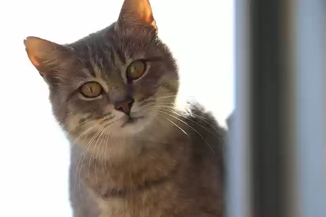 Free download Cat Animals Cute -  free photo or picture to be edited with GIMP online image editor