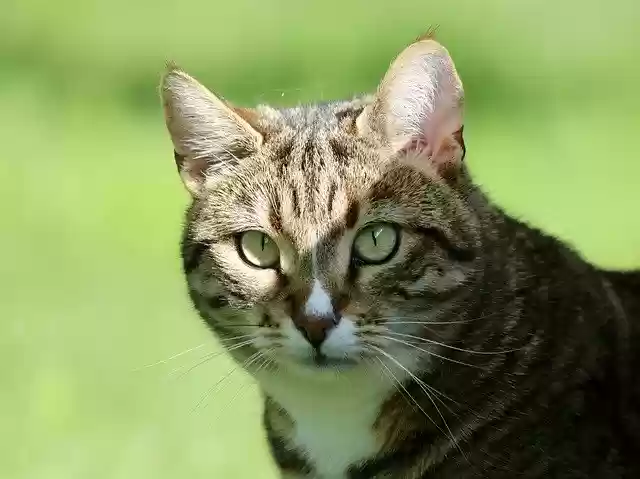 Free download Cat Animals Nature -  free free photo or picture to be edited with GIMP online image editor