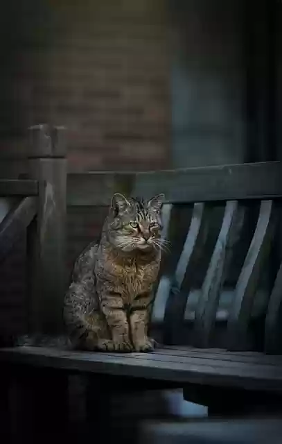 Free download cat bench feline stray wild free picture to be edited with GIMP free online image editor