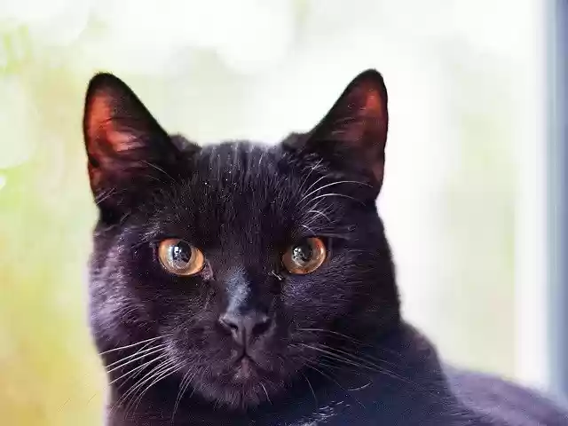 Free download Cat Black Close Up -  free photo or picture to be edited with GIMP online image editor