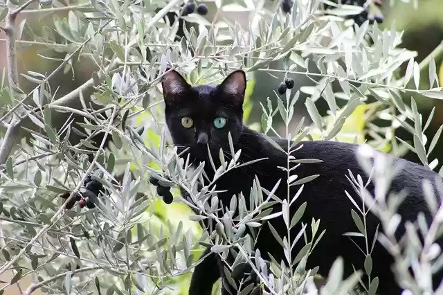 Free download Cat Black Salem -  free photo or picture to be edited with GIMP online image editor