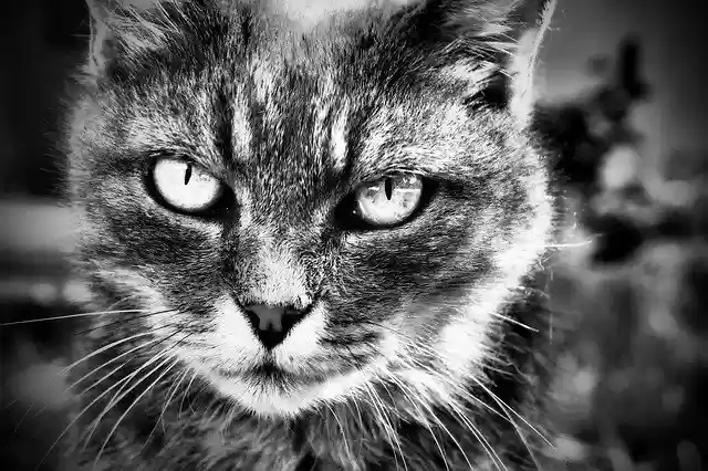 Free download cat b n black eyes nature farm free picture to be edited with GIMP free online image editor