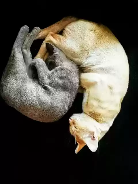 Free download Cat Breed Burmese Burmesecat -  free photo or picture to be edited with GIMP online image editor