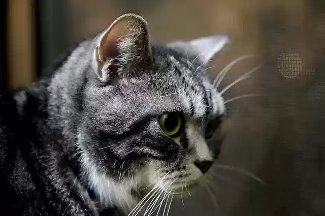 Free download cat british shorthair free picture to be edited with GIMP free online image editor