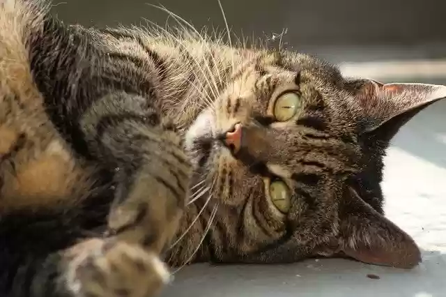 Free download Cat Care Pet free photo template to be edited with GIMP online image editor