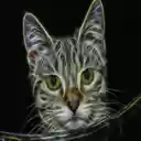 Cat Cat  screen for extension Chrome web store in OffiDocs Chromium