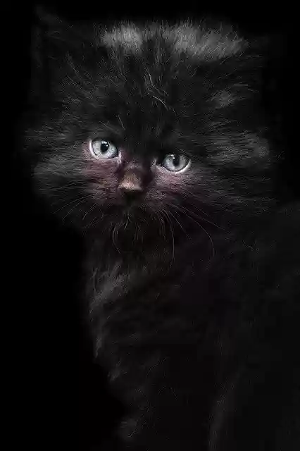 Free download cat cat child maine coon free picture to be edited with GIMP free online image editor