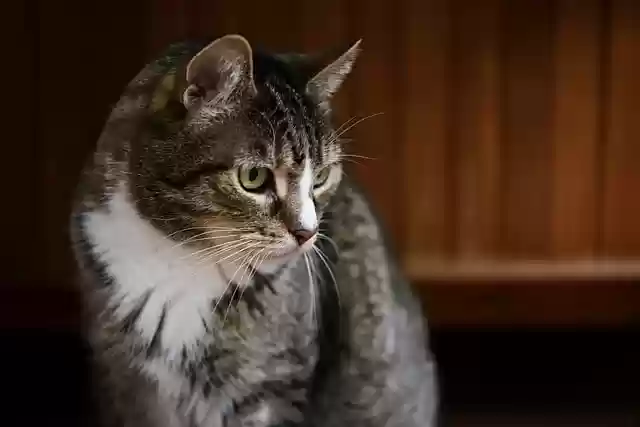 Free download cat cat face whiskers domestic cat free picture to be edited with GIMP free online image editor